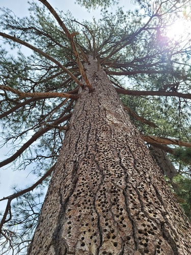 iNaturalist observation photo of Acorn Woodpecker