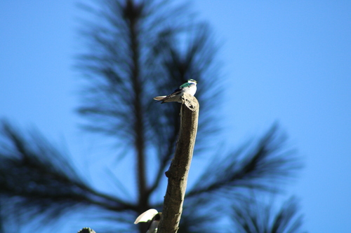 iNaturalist observation photo of Violet-green Swallow