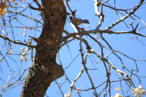 iNaturalist observation photo of Western Bluebird