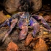Coconut Crab - Photo (c) scientik, all rights reserved