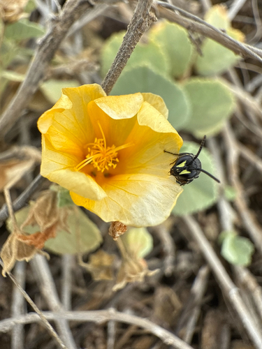 Hylaeus ombrias