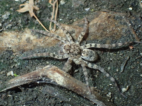 Shoreline Wolf Spider