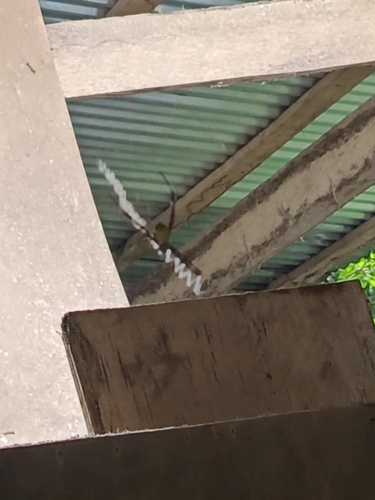 Hawaiian Garden Spider