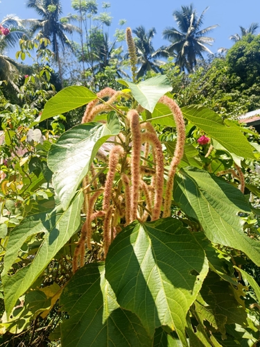 Chenille-plant