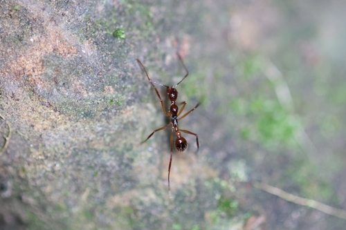 王天盘腹蚁Aphaenogaster wangtian