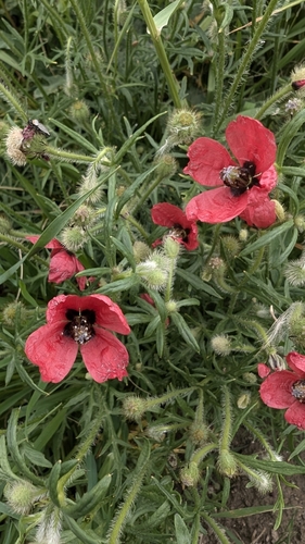 rough poppy