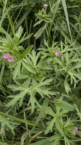 Cut-leaved crane's-bill