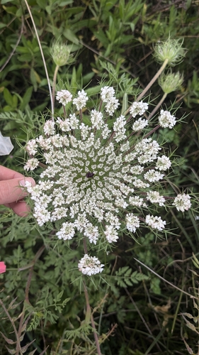 wild carrot