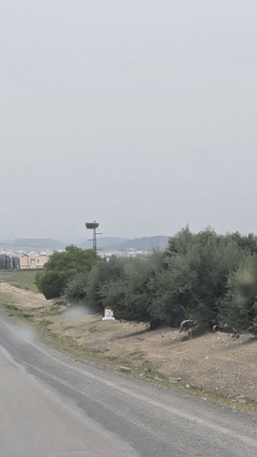 European White Stork
