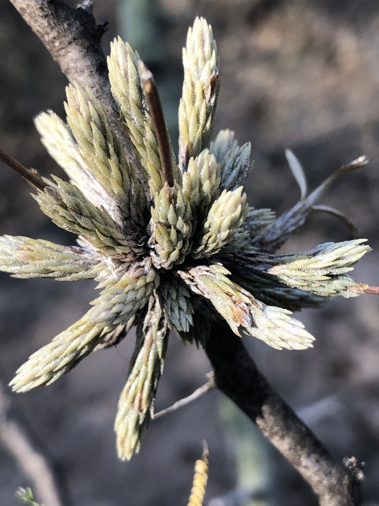 Tillandsia minutiflora · iNaturalist NZ