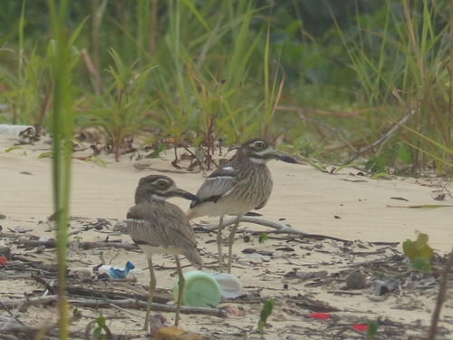 Water Thick-knee