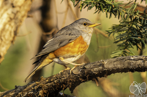 Grey-backed Thrush