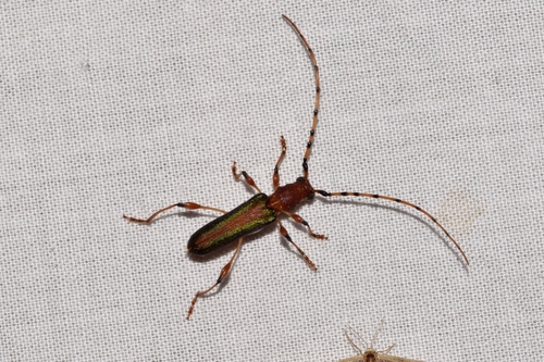 Cordylomera puchneri