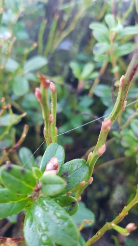 Lingonberry