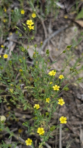 French flax