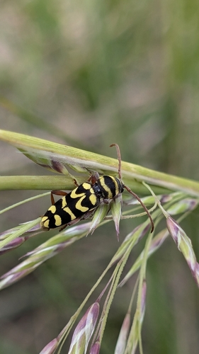 Neoplagionotus scalaris