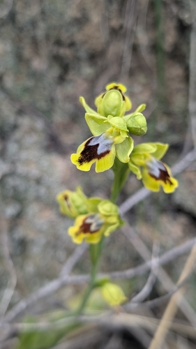 Yellow Bee-orchid