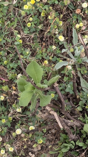 false yellowhead