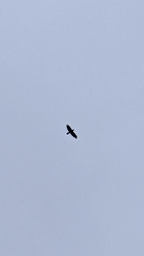 Common Raven