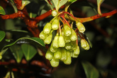 Vaccinium poasanum image