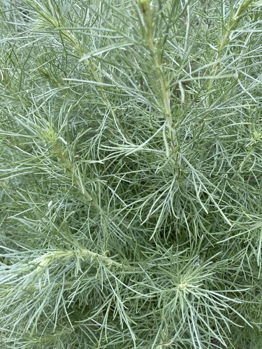 iNaturalist observation photo of California sagebrush