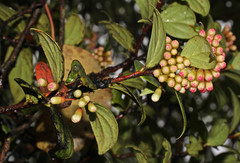 Vaccinium poasanum image