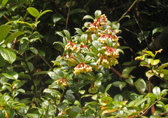 Vaccinium poasanum image