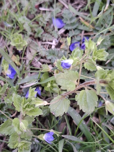 bird's-eye speedwell