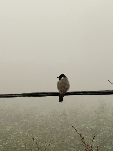 White-eared Bulbul