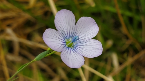 common flax (Linum usitatissimum)