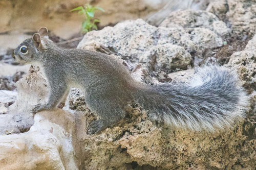 Arizona Gray Squirrel