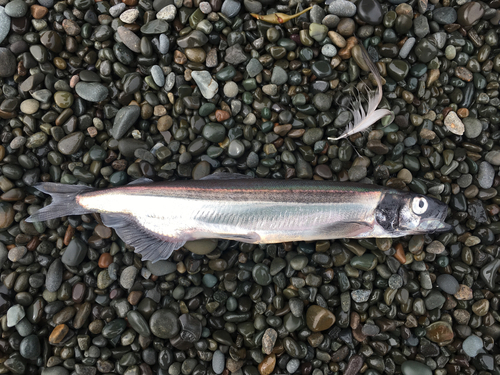 Atlantic Capelin