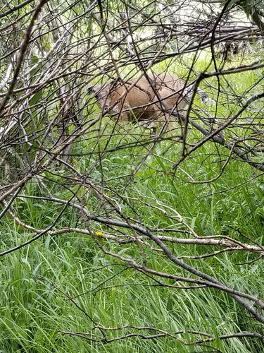 iNaturalist observation photo of Mule Deer