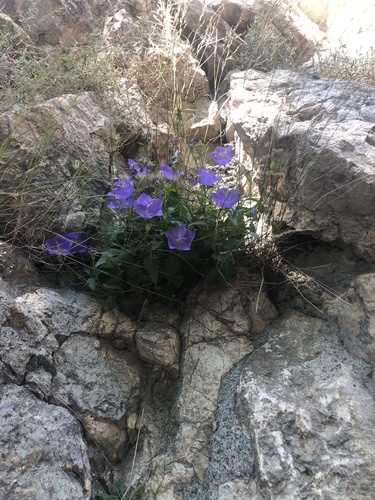 Campanule des Carpates 2