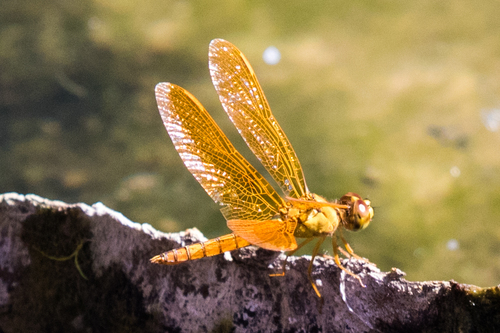 Mexican Amberwing