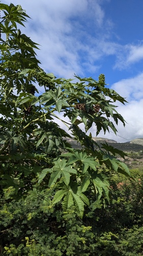 castor bean