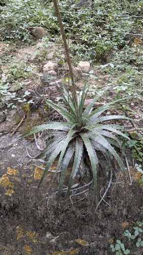 Deuterocohnia meziana carmineoviridiflora