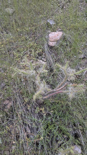 Velvet Bur Cactus