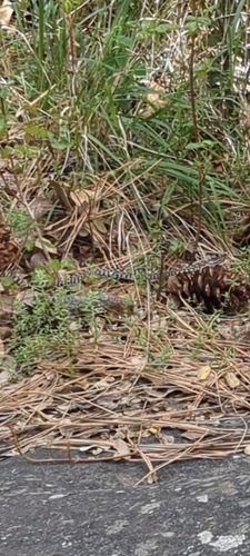 iNaturalist observation photo of Northern Pacific Rattlesnake