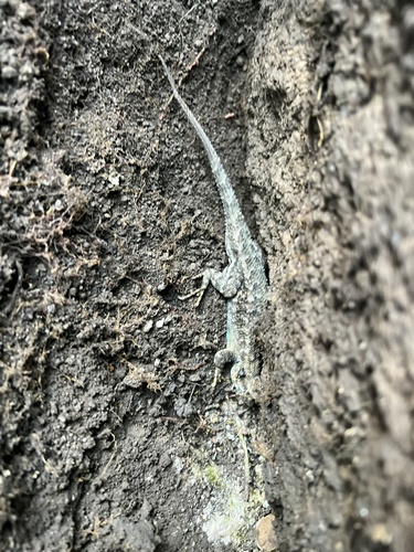 iNaturalist observation photo of Western Fence Lizard