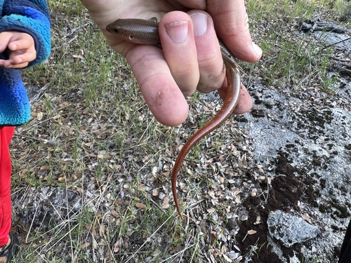 iNaturalist observation photo of Gilbert's Skink