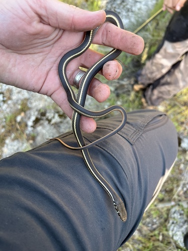 iNaturalist observation photo of Striped Racer