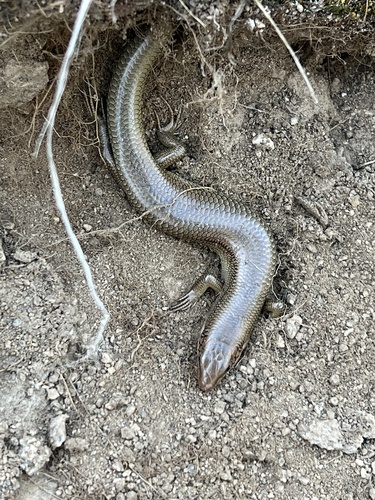 iNaturalist observation photo of Gilbert's Skink