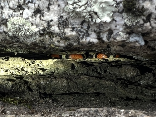iNaturalist observation photo of California Mountain Kingsnake