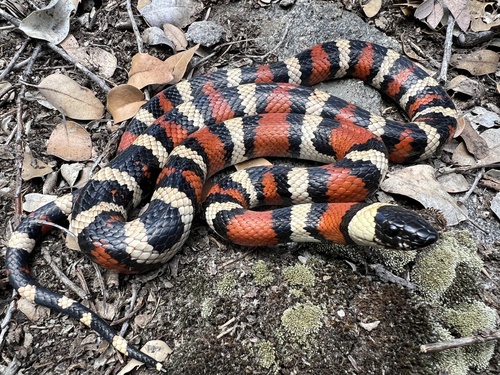 iNaturalist observation photo of California Mountain Kingsnake