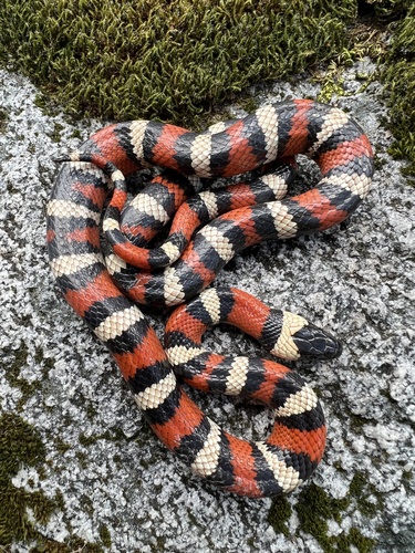 iNaturalist observation photo of California Mountain Kingsnake