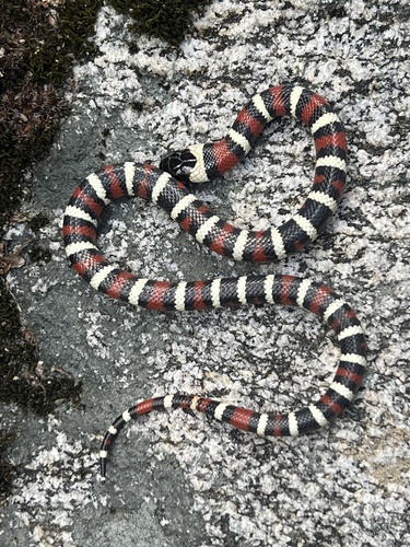 iNaturalist observation photo of California Mountain Kingsnake