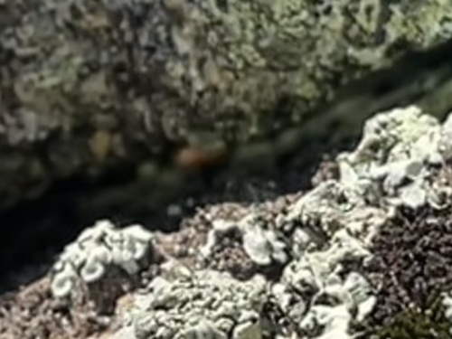iNaturalist observation photo of California Mountain Kingsnake