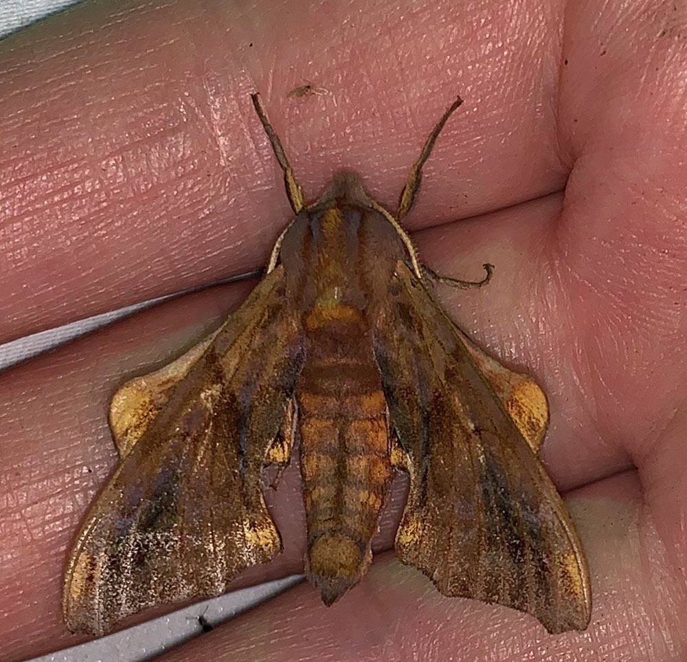 Small-eyed Sphinx from 1031 Palmers Mill Rd, Media, PA 19063, USA on ...
