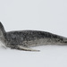 Leopard Seal - Photo (c) Kim, Hyun-tae, all rights reserved, uploaded by Kim, Hyun-tae